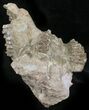 Oreodont (Merycoidodon) Partial Skull - Wyoming #27585-4